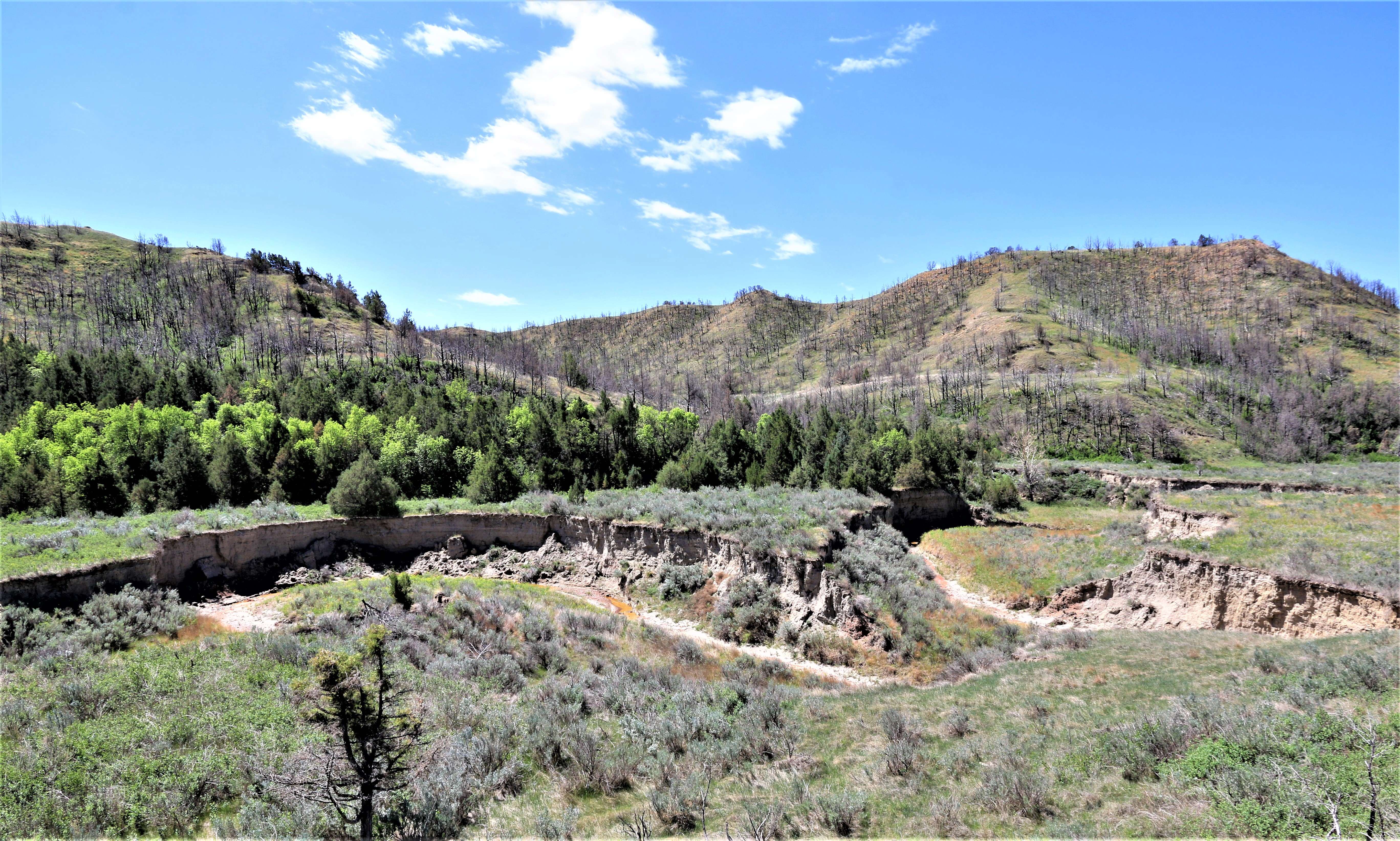 Theodore Roosevelt NP